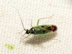 Ilnacora