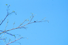 Polioptila albiloris