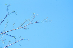 Polioptila albiloris