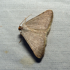 Taeniogramma tenebrosata