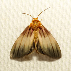 Eulithosia plesioglauca