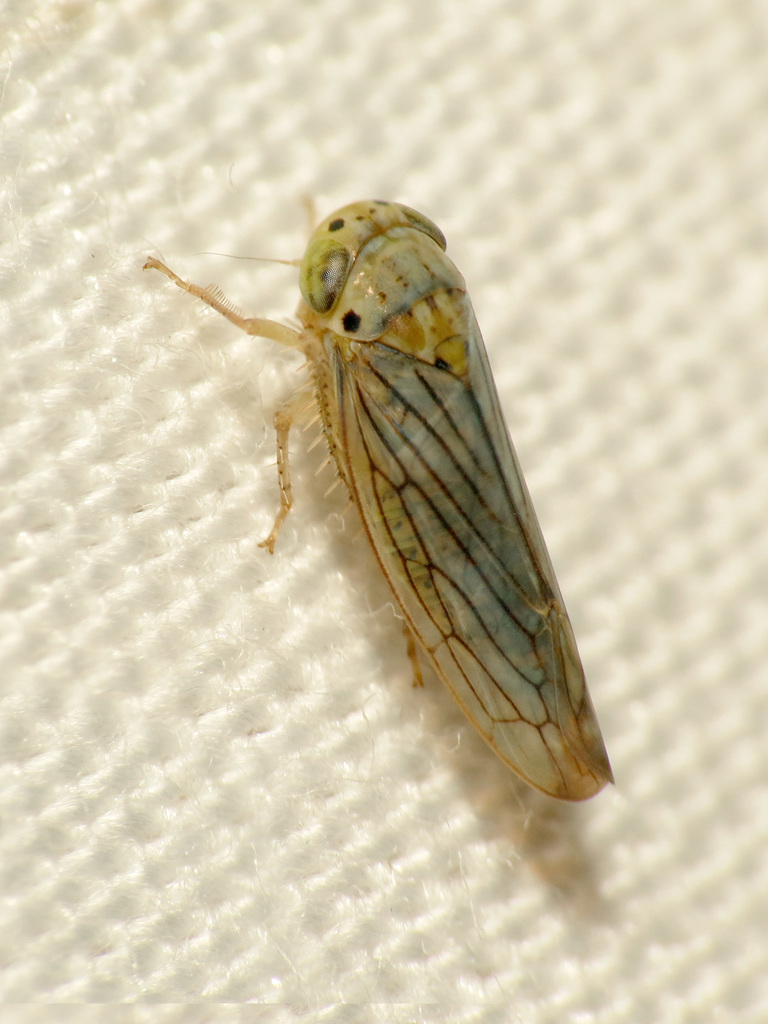 Ollarianus armus
