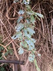 Combretum microphyllum