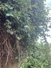 Combretum microphyllum