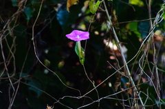 Ipomoea dumosa
