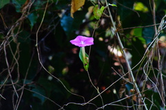 Ipomoea dumosa