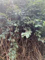 Combretum microphyllum