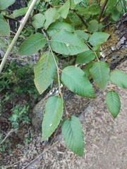 Nothofagus alessandrii