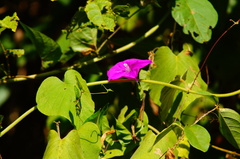Ipomoea dumosa