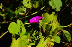 Ipomoea dumosa