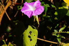 Ipomoea mairetii