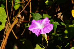 Ipomoea mairetii