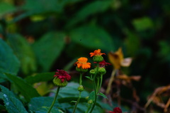 Adenophyllum aurantium