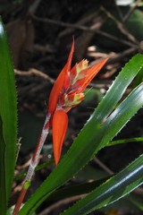 Aechmea tillandsioides