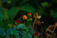 Adenophyllum aurantium