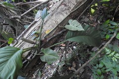 Monstera acuminata