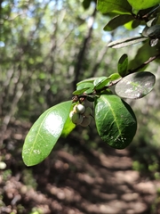 Azara integrifolia