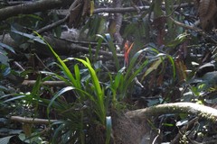 Aechmea tillandsioides