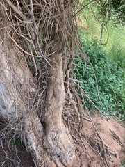 Combretum microphyllum