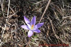 Crocus ilvensis