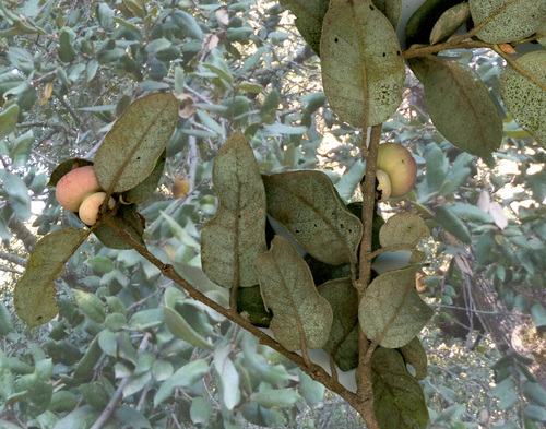 iNaturalist observation photo of Mushroom Gall Wasp