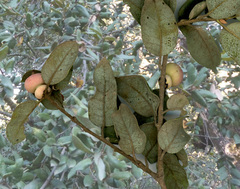 Heteroecus sanctaeclarae