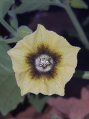 Physalis fendleri