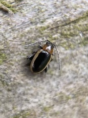 Longitarsus dorsalis