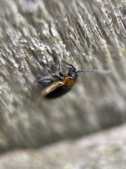 Longitarsus dorsalis