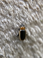 Longitarsus dorsalis
