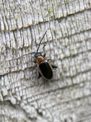 Longitarsus dorsalis