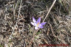 Crocus ilvensis