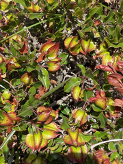 Diospyros scabrida cordata