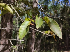 Nothofagus alessandrii