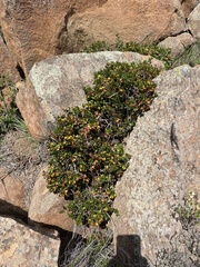 Diospyros scabrida cordata