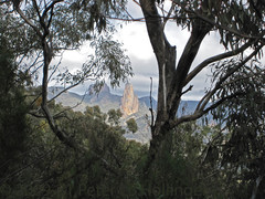 Eucalyptus rossii