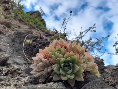 Haworthia cymbiformis (Haw.) Duval 3