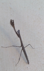 Musonia remota