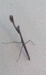 Musonia remota