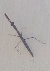 Musonia remota