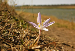 Colchicum laetum