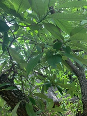 Tabernaemontana elegans