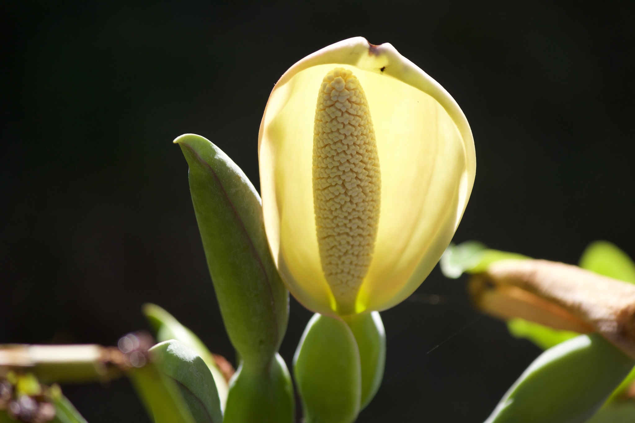 Syngonium podophyllum