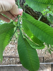 Tabernaemontana elegans