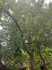 Tabernaemontana elegans