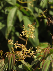 Miconia theizans