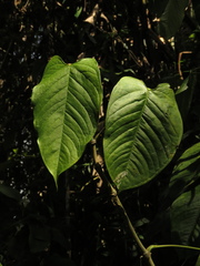 Anthurium myosuroides
