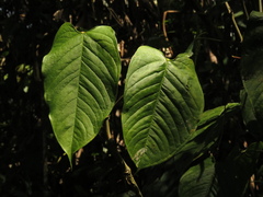 Anthurium myosuroides