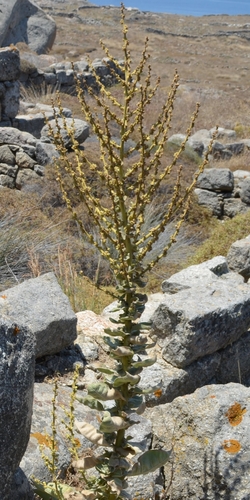 Wooly-flowered Mullein (Verbascum lasianthum)