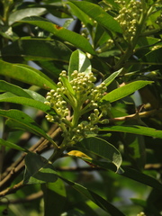 Baccharis nitida